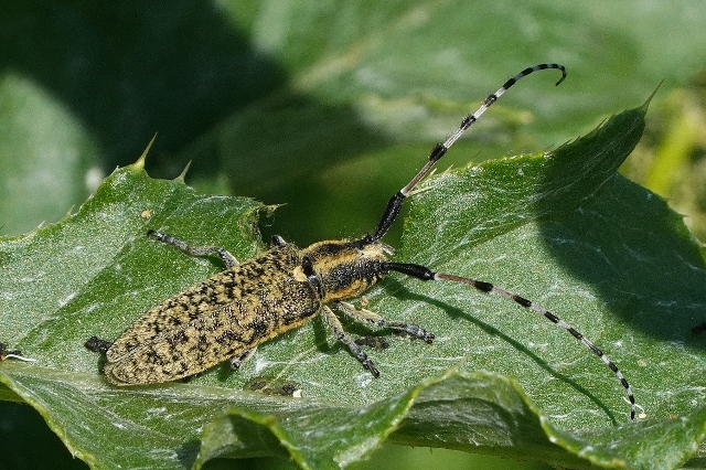 Cerambycidae: Agapanthia sicula malmerendii